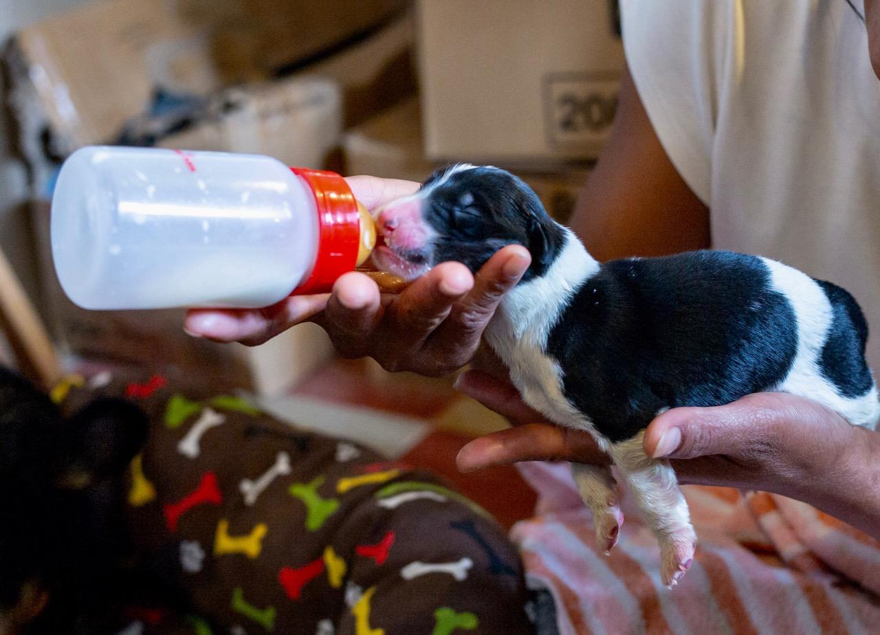 We’re looking for someone experienced and available to bottle-feed two or all four puppies _