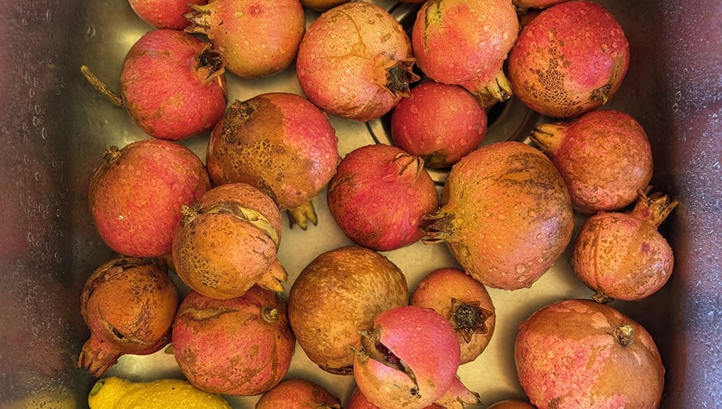 Algarvian pomegranates