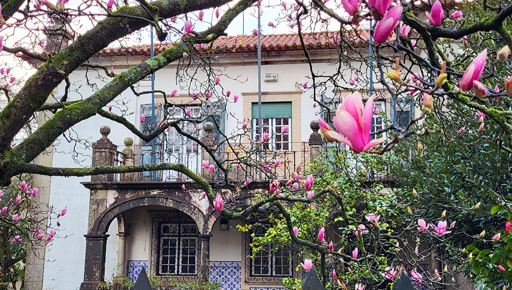 Braga 2 Spring in bloom: Magnolias burst open above tiled façades, turning an ordinary Braga street into a postcard