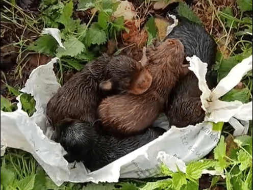 Puppies rescued after being thrown into well
