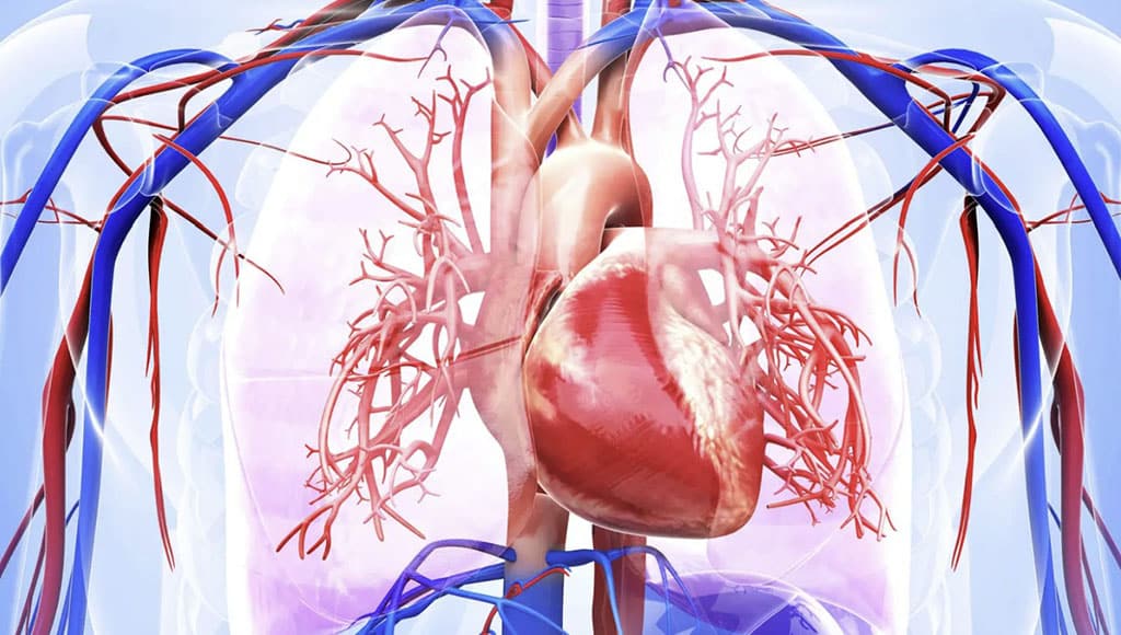 Cardiovascular System