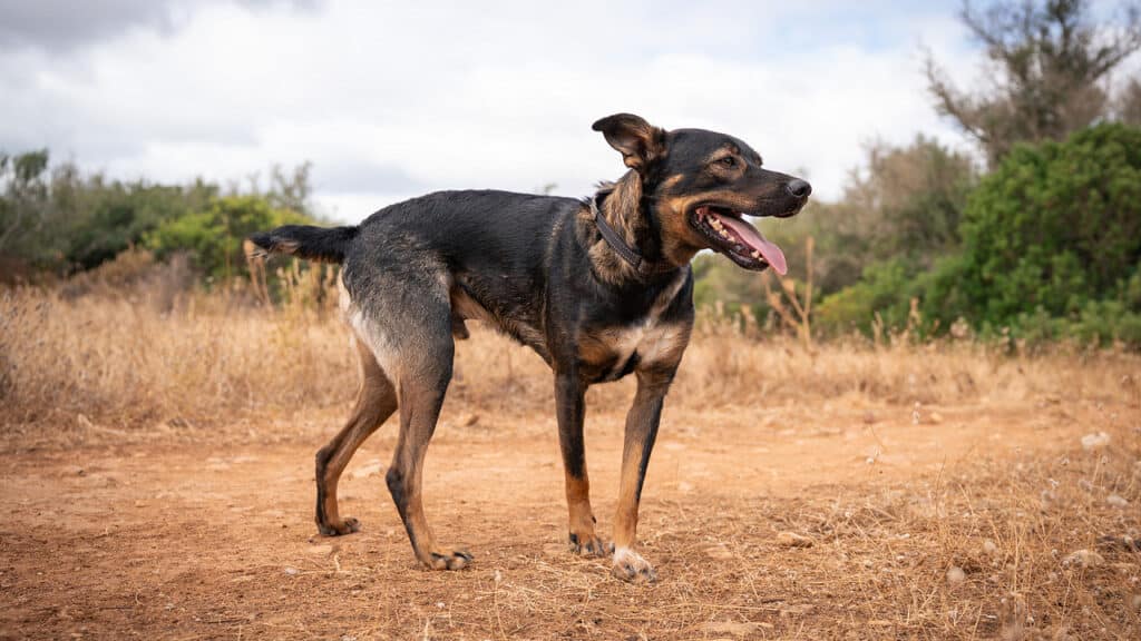 Charlie is a friendly and loving dog who does everything he can to please people_