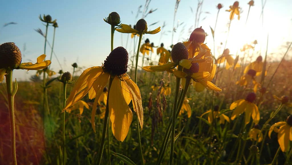 Flowers (Josie Weiss-unsplash)