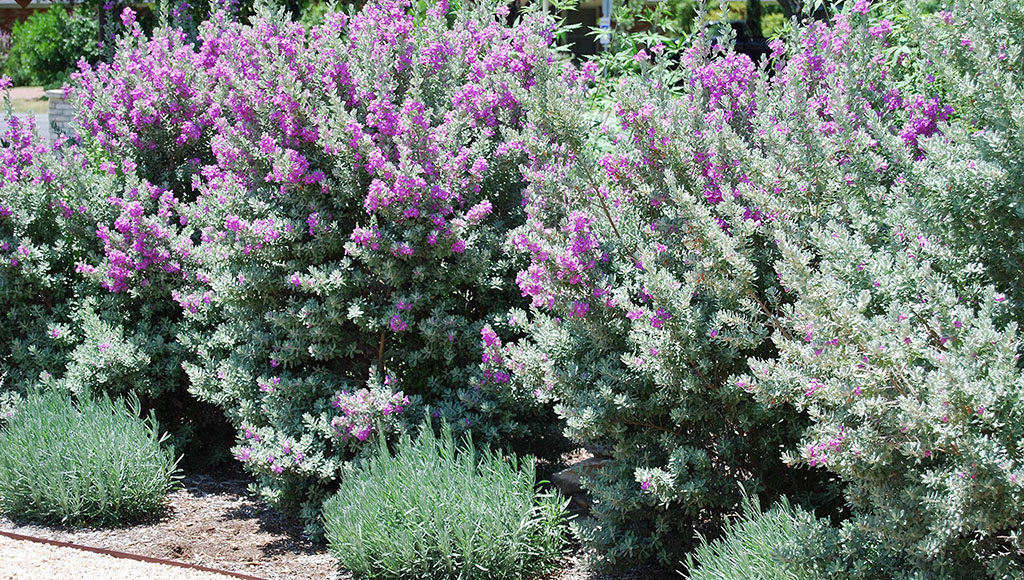Leucophyllum frutescens group