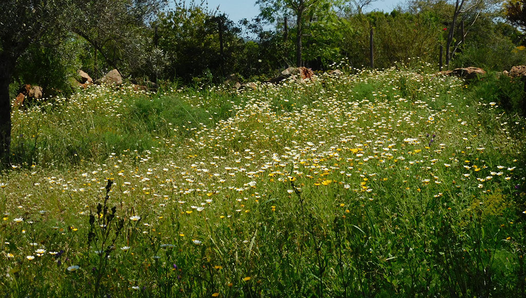 Meadow view spring