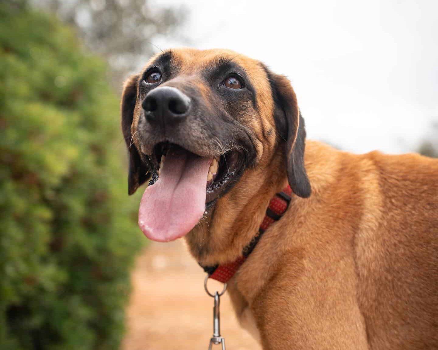 Noa, about two years old, was picked up from the road in the Barão de São João area_