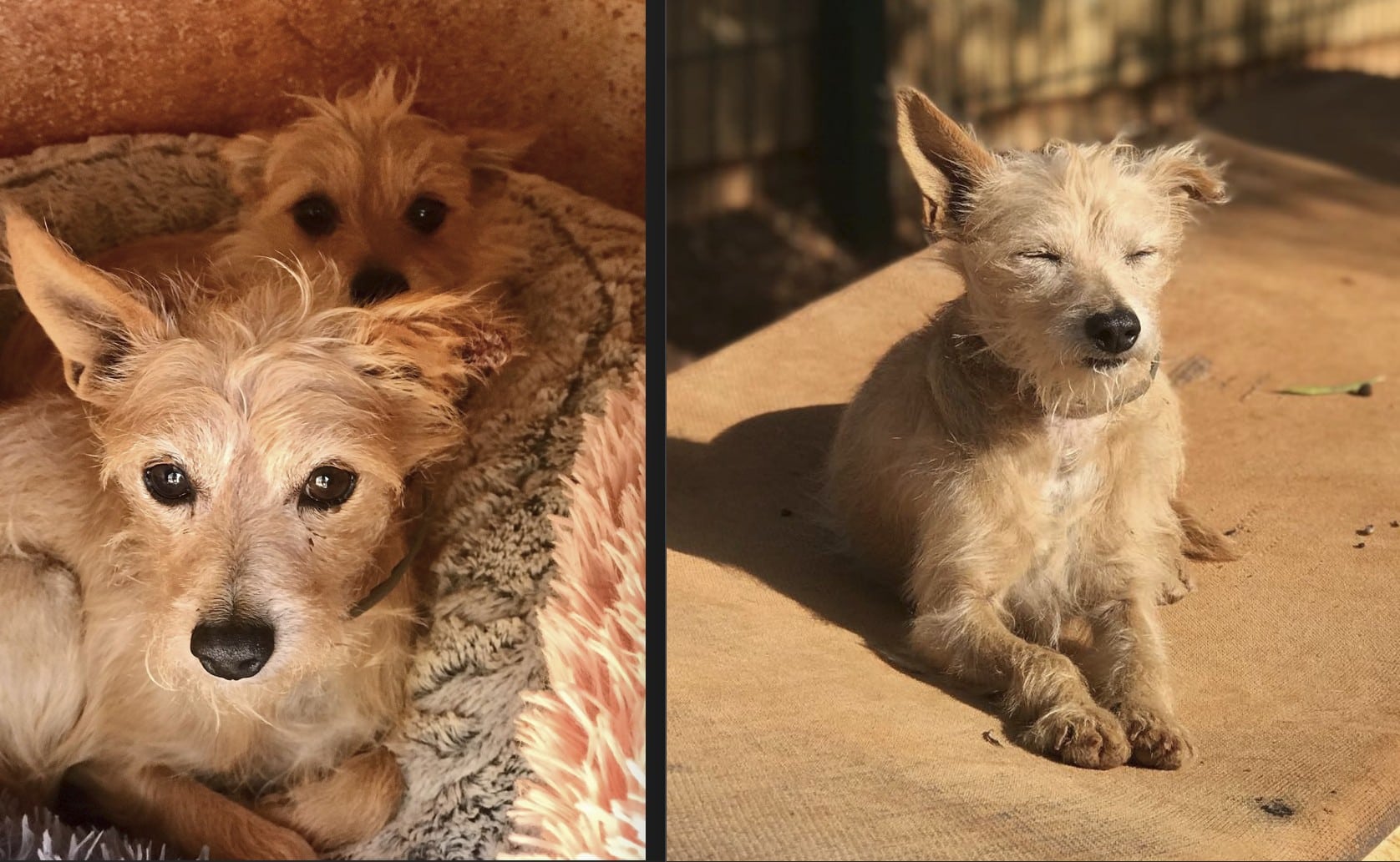 Daisy is six years old and Jack is 10; Our Jack (right) enjoying some well-deserved sunshine