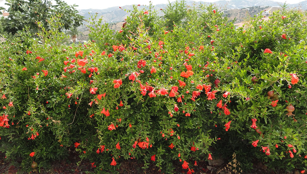 Pomegranate hedge