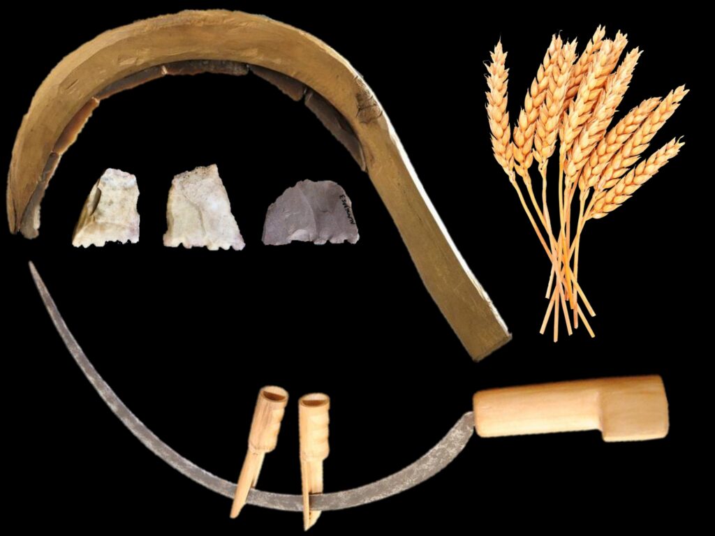 Prehistoric cereal cutting tool with modern equivalent