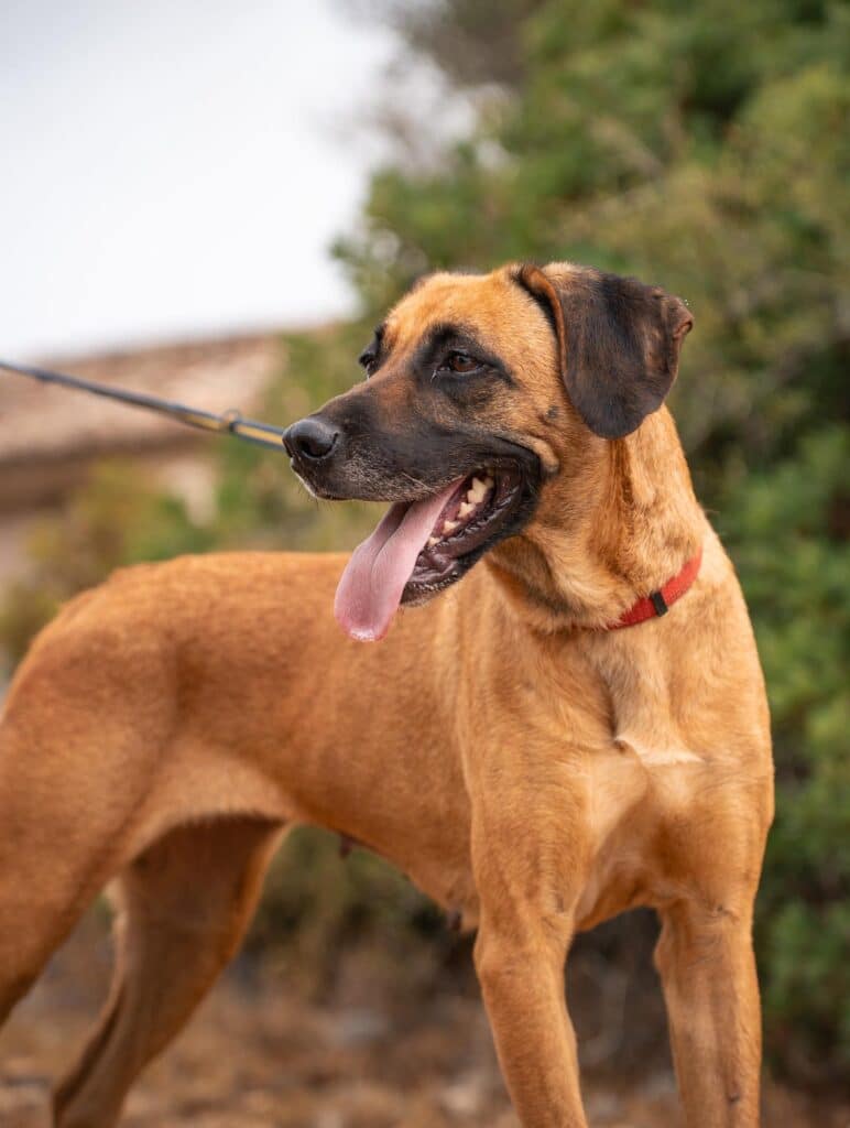 She’s currently living in a foster home and is looking for her forever family_