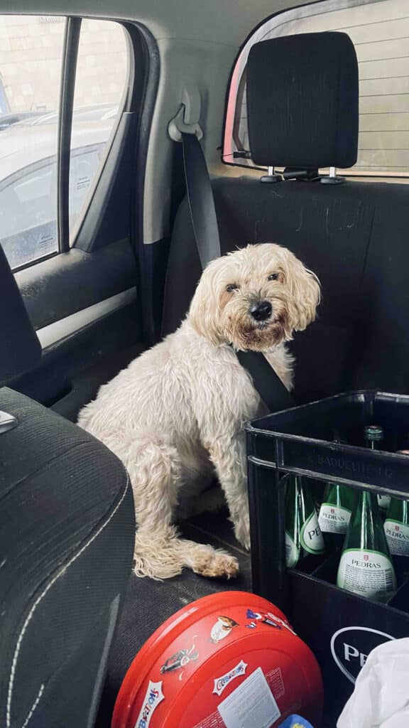 Feliz aniversário: Simon the dog on a big day out with water, celebrations and safety first