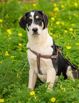 Bonnie - Cadela Carlota