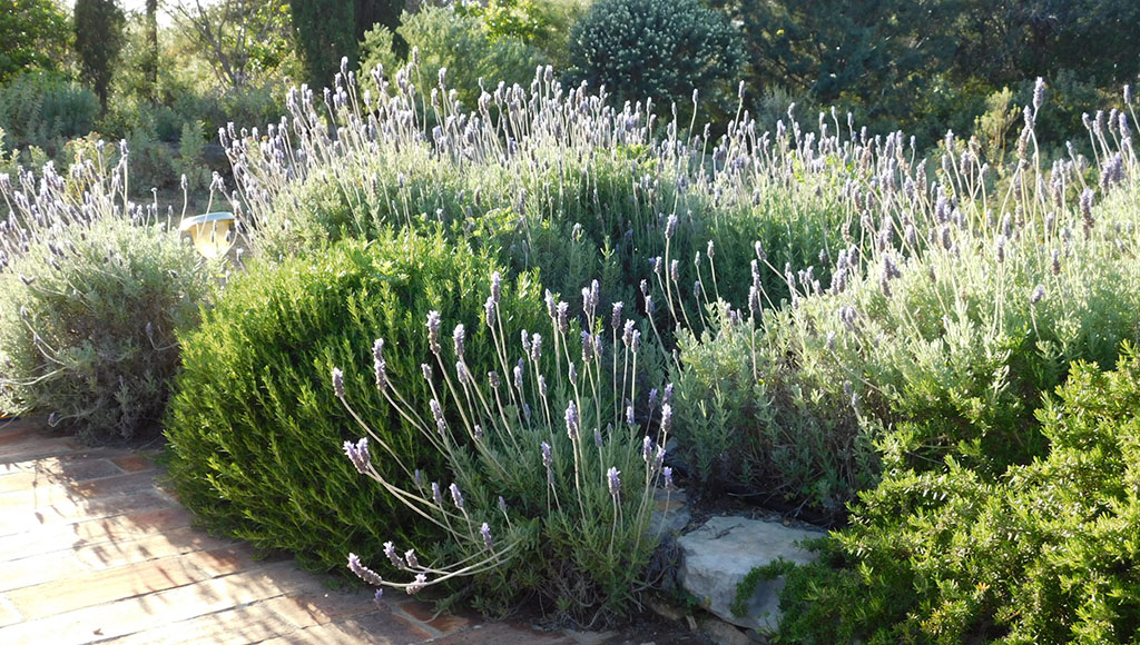 Terrace lavenders
