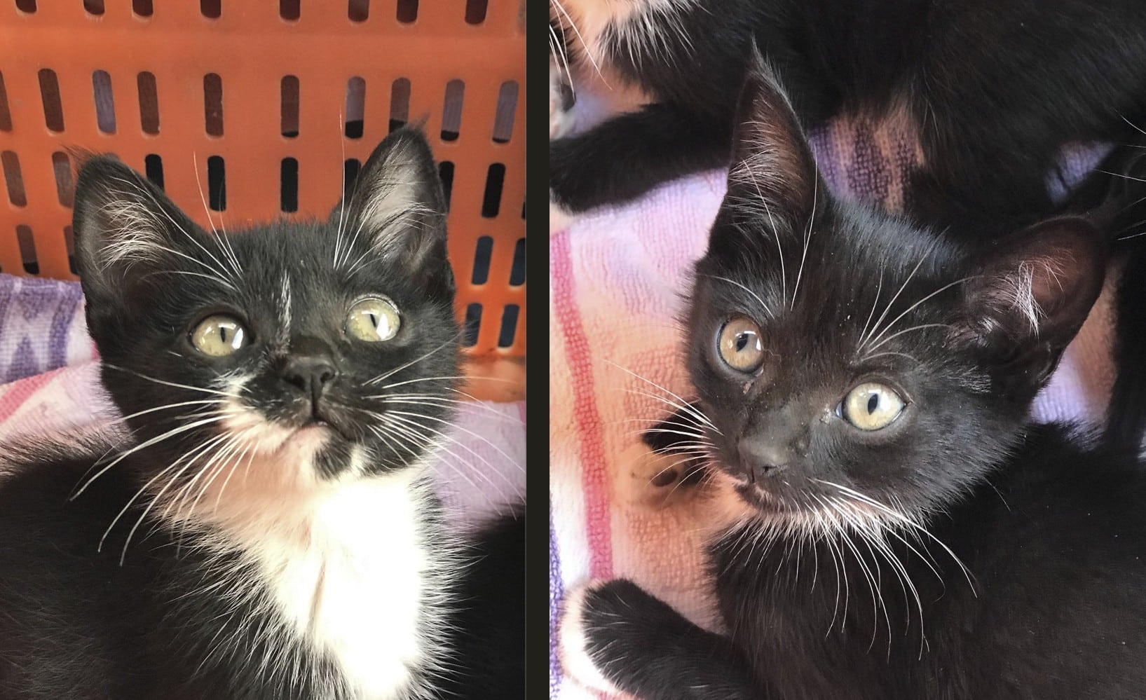 We took in 4 little kittens in Odiáxere, abandoned inside a box