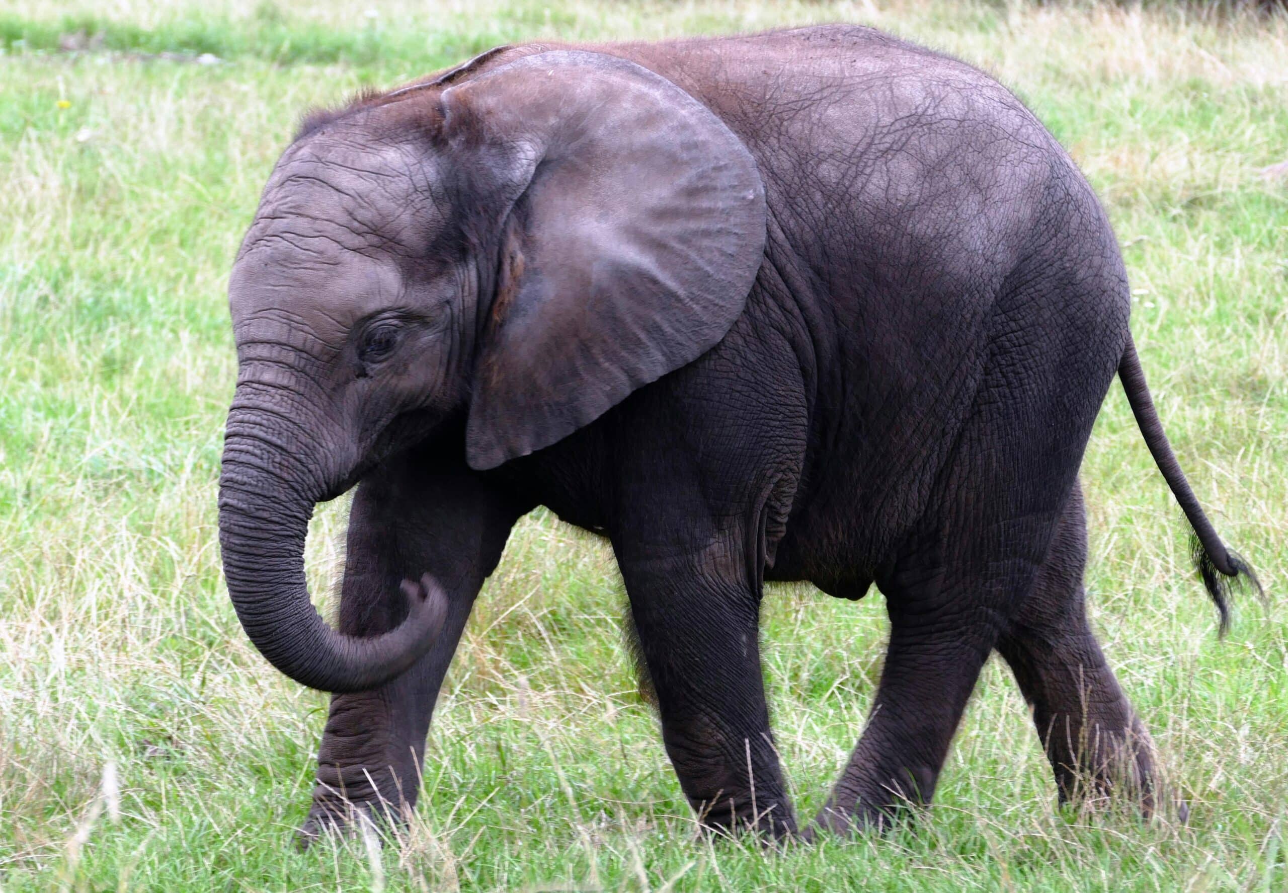 Europe’s first elephant sanctuary to open in Alentejo