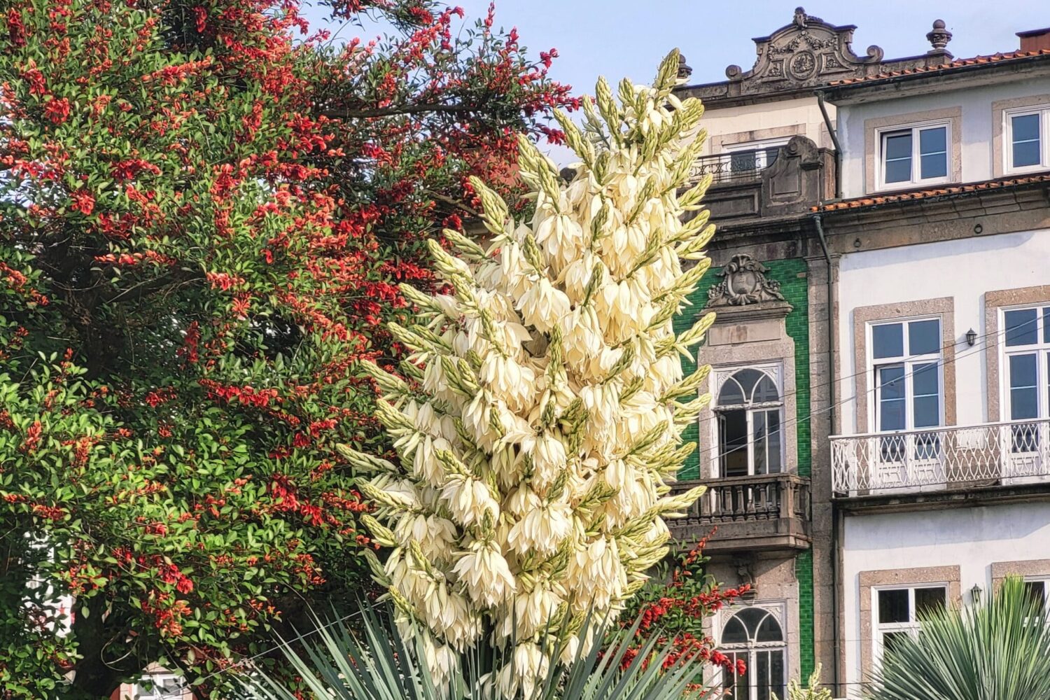 Blooming Portugal - Daria