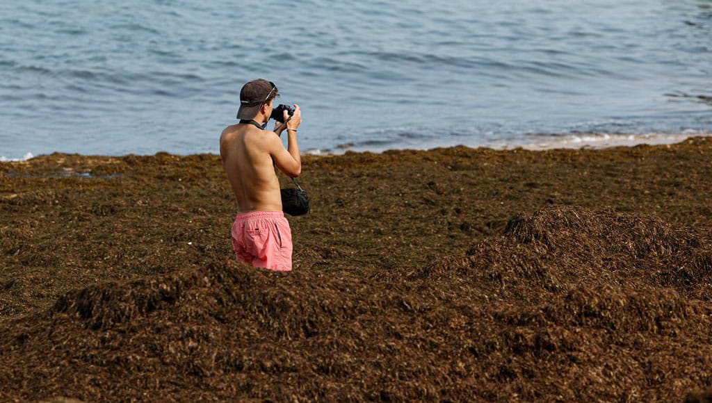 Brown algae (photo Luís Forra Lusa)