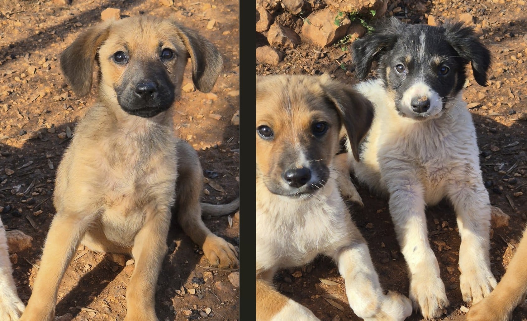 Cadela Carlota puppies