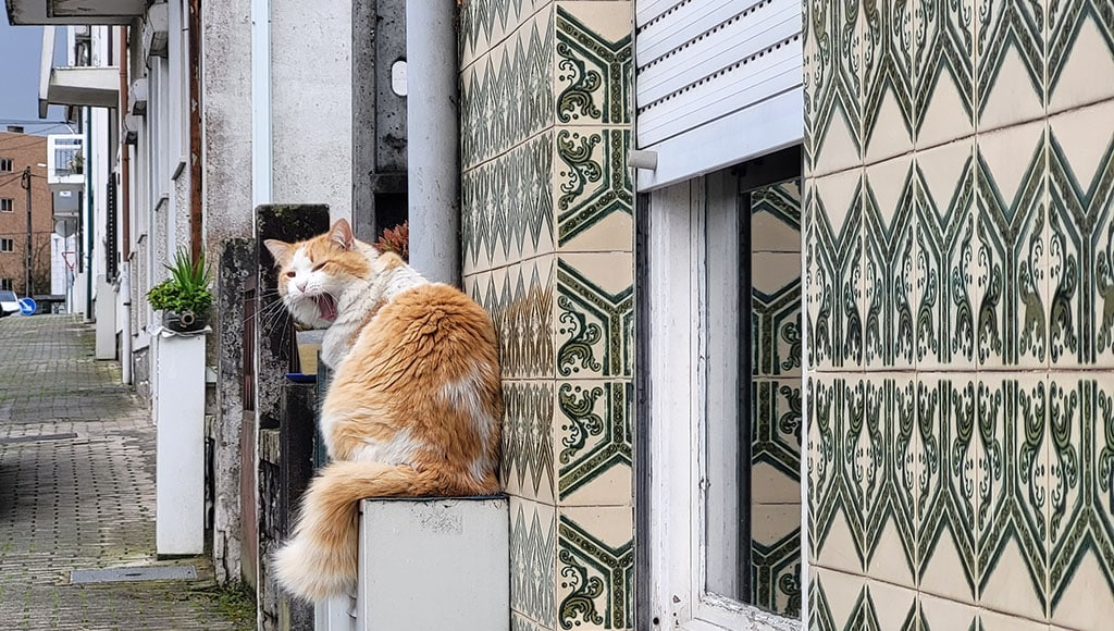Cat on a tiled Braga street. Quiet corners like this remind visitors that Portugal’s charm lives in simple moments.
