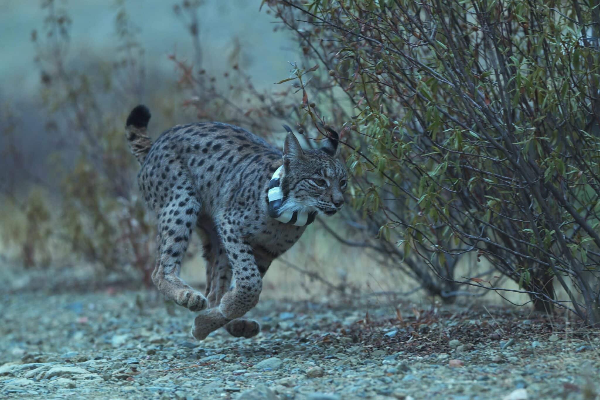 Record year for Iberian lynx monitoring