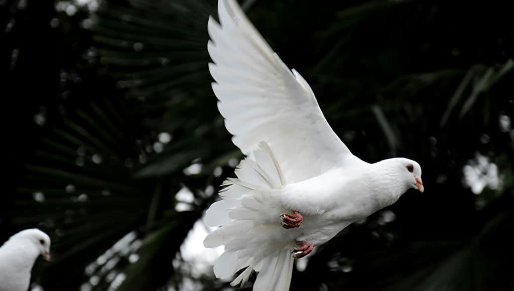 Dove (awmleer-unsplash)