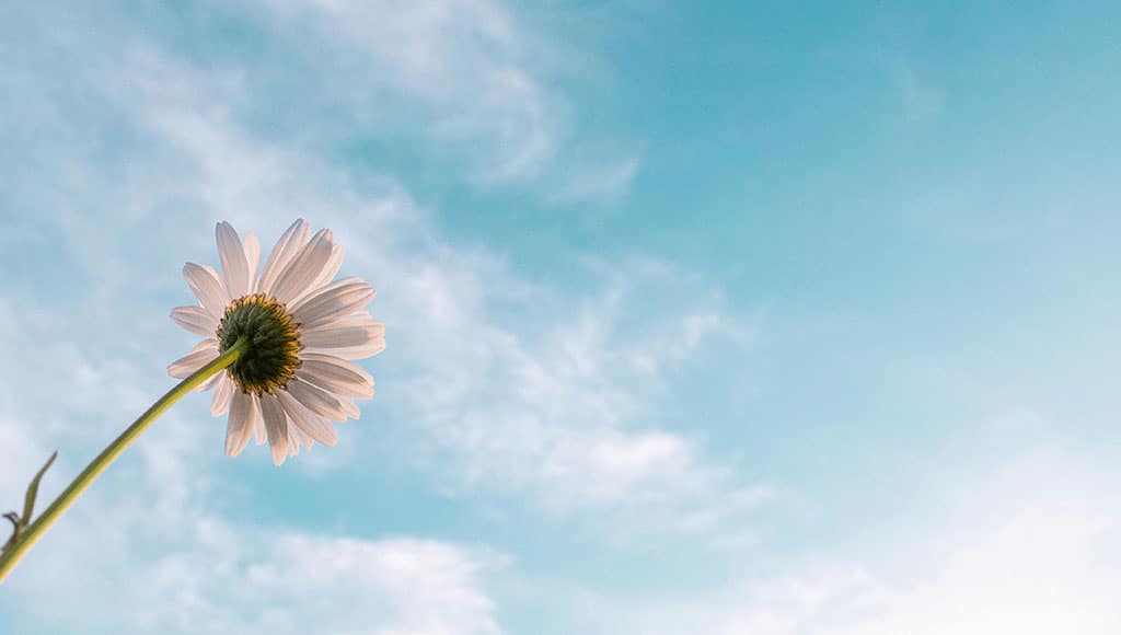 Flower (Aaron Burden-Pexels)