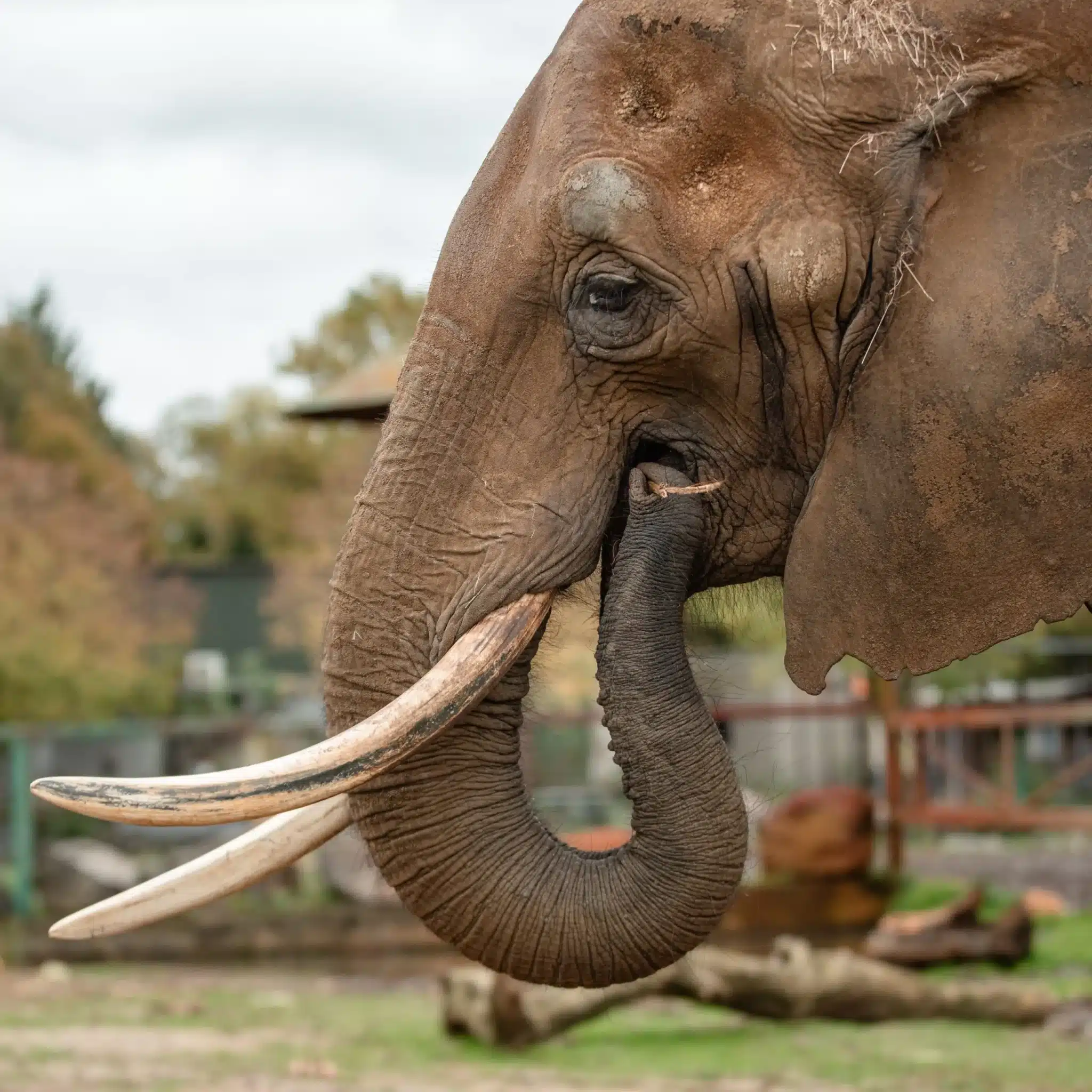 Kariba will live out her days in the beauty of Portugal's rural Alentejo