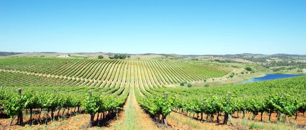 Land of the Alentejo in summer