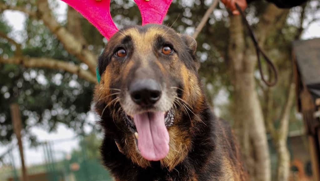 Max is affectionate, well-behaved, and great with people and other dogs.