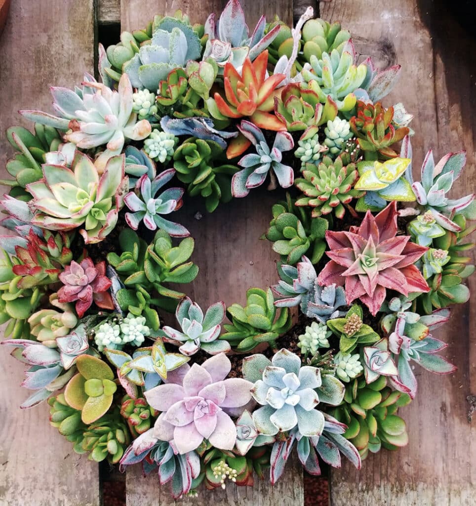 Succulent wreath full ring