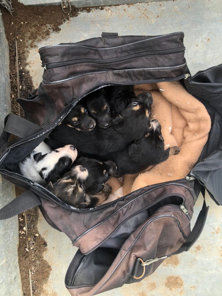 We are always looking for fosterers at Cadela Carlota