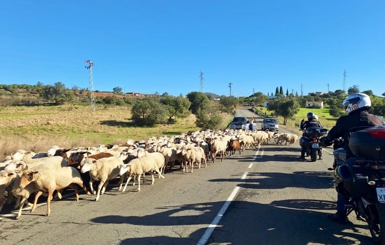 A large herd of sheep near Zalamea la Real, Andalusia. Photo: Walter Kollert