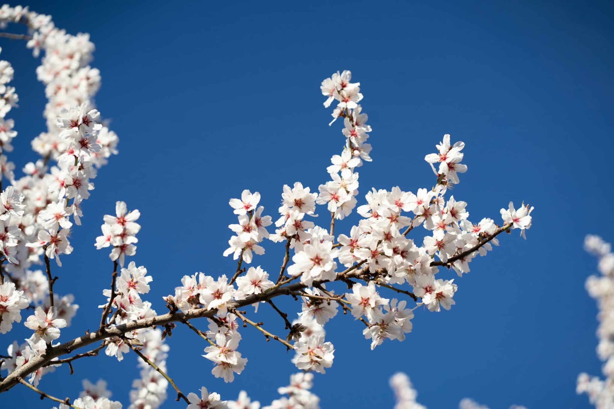 Algarve festival shines spotlight on stunning almond blossoms