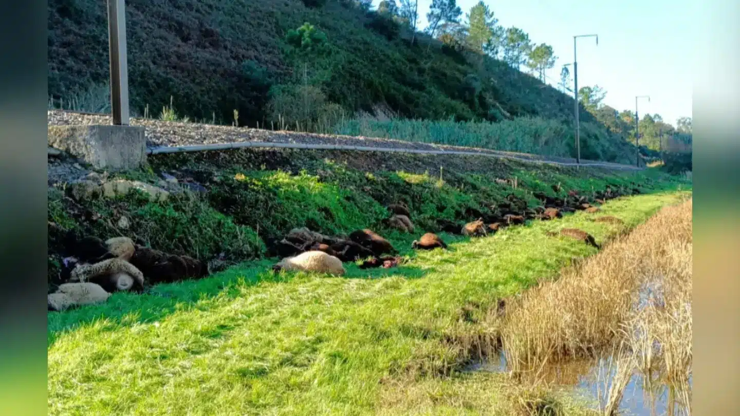 Around 100 sheep dead after flock strays on to railway line