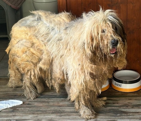 Neglected by owner but now in good care