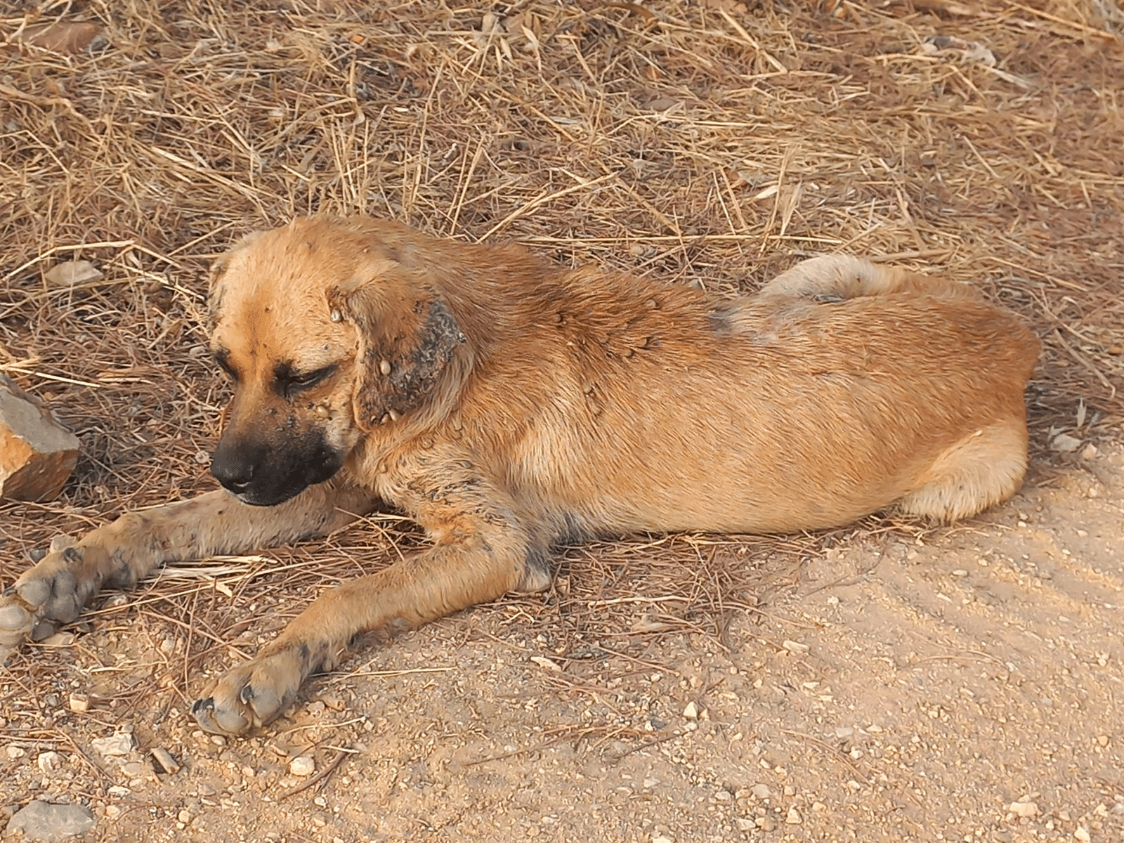 Barão was found alone in the woods of Barão de São João_