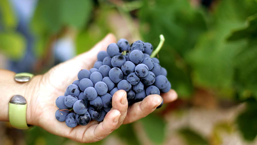 Barranco Longo 63CB (Vasco Célio)