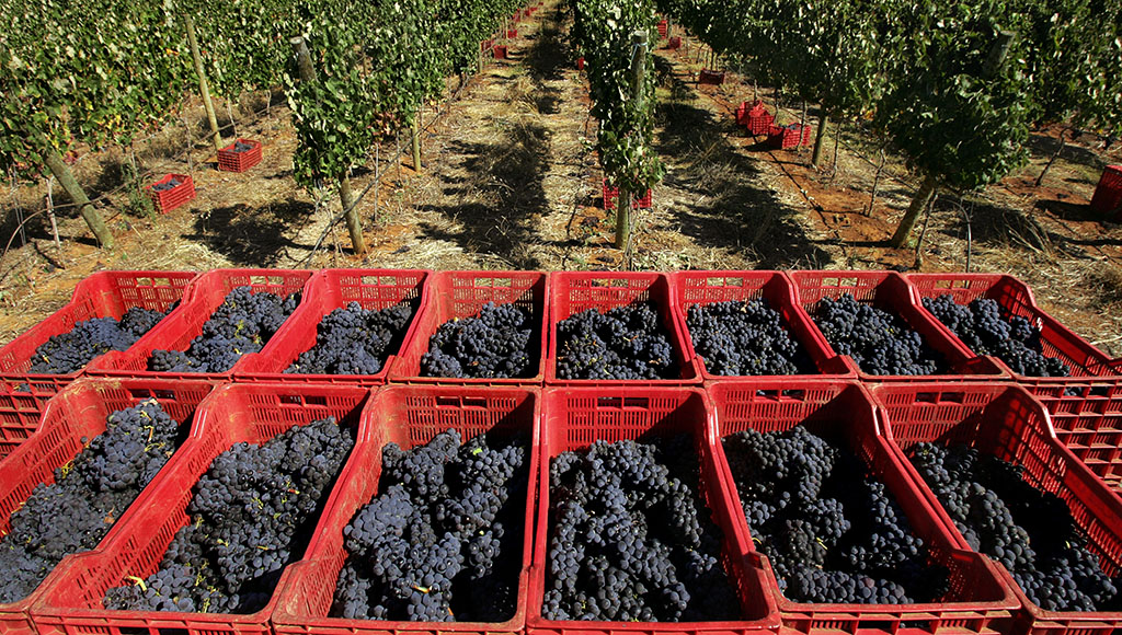 Barranco Longo 72CB (Vasco Célio)