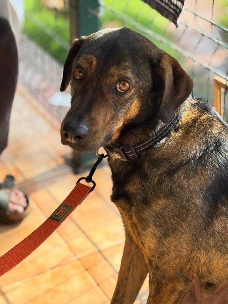 Batista, around three years old, is looking for a home
