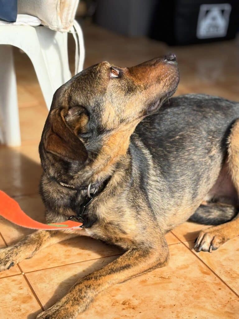 Batista was rescued from the streets by the Lagos Kennel