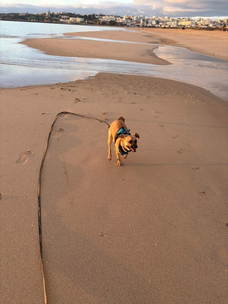 Calm, very obedient and deeply affectionate, Barão thrives on human company_