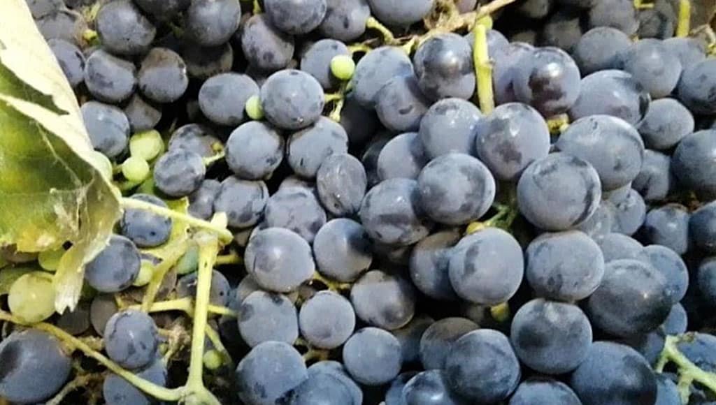 Candace Olsen - January (4)