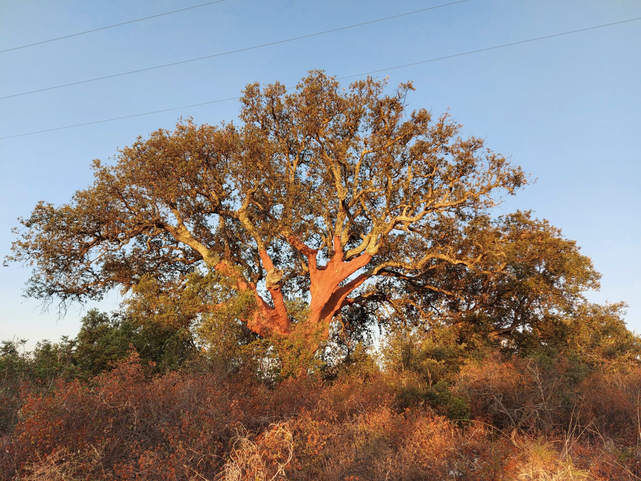 Countryside Oak Tree (by Inês Lopes)