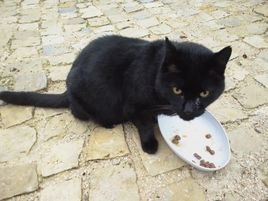 Food is the primary factor that brings and keeps feral cat colonies together