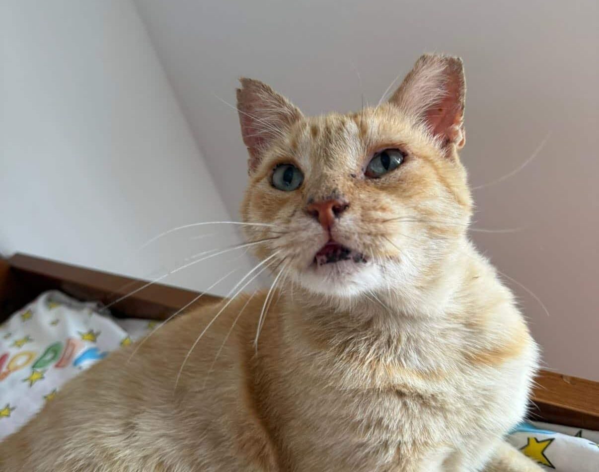 Freddy has already been through a lot