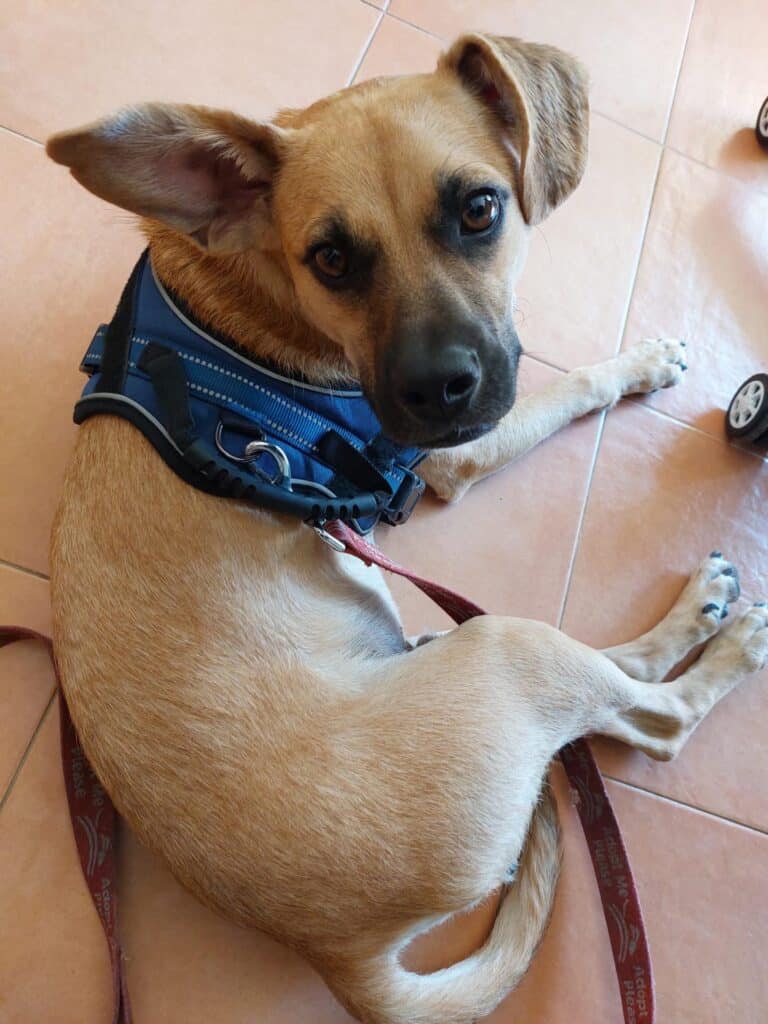 He loves cuddles and reassurance_