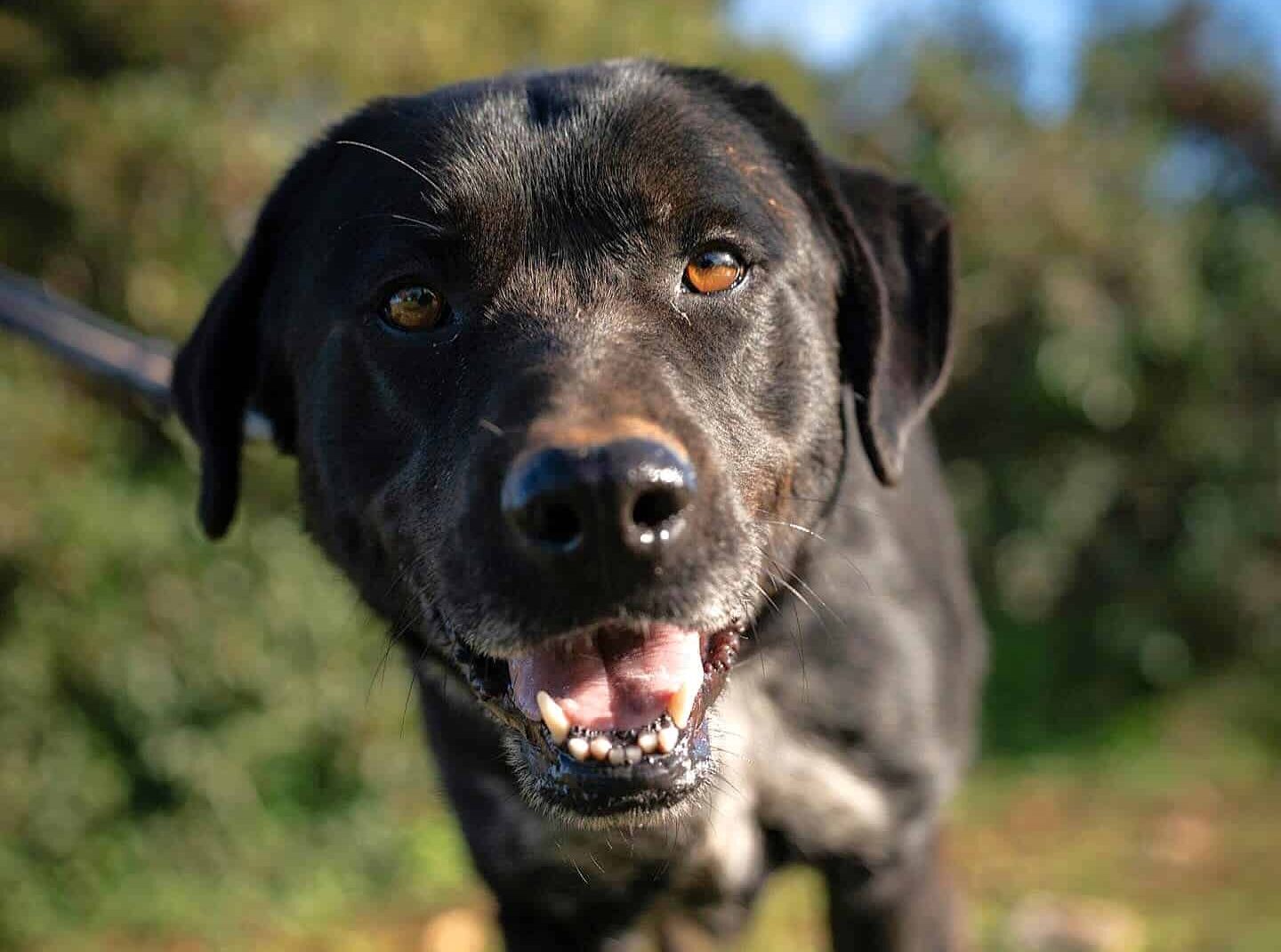 LYLA is only 4 years old and has already been through a lot