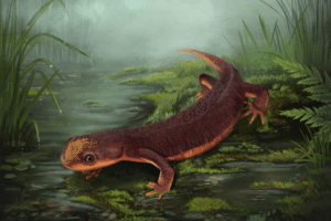 Tiny amphibian that lived alongside dinosaurs identified in Portugal