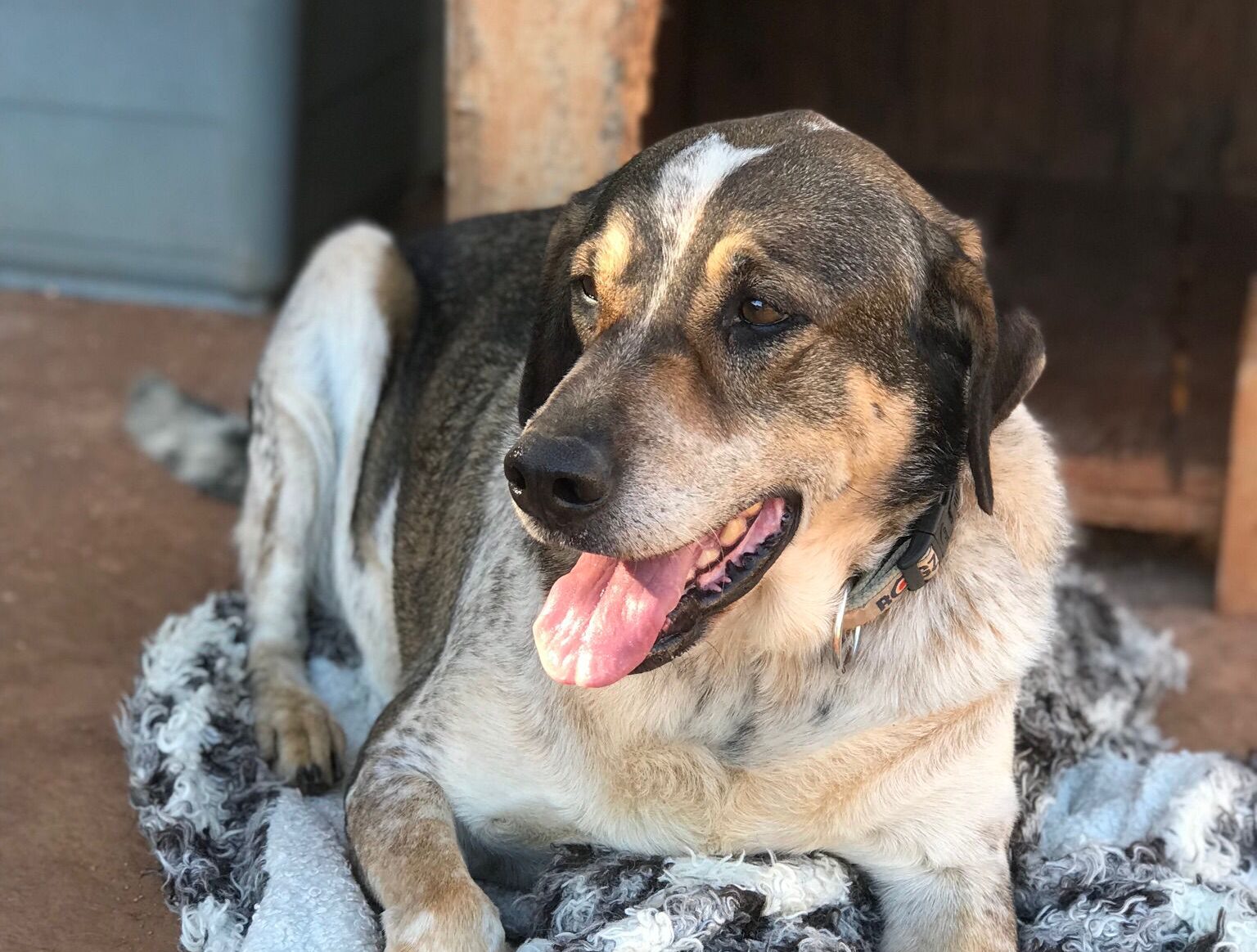 Russell - I am a very affectionate dog and I love being around people