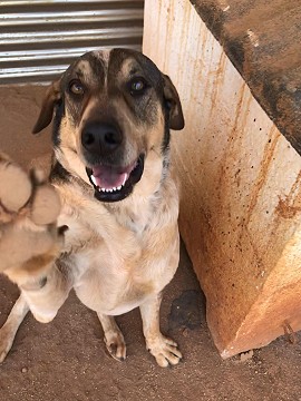 Russell - I get along well with other dogs